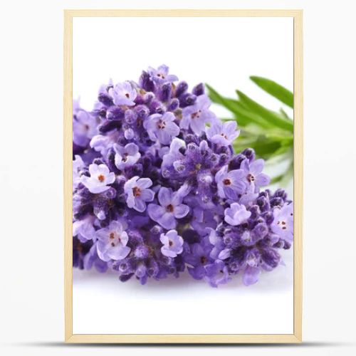 Lavender flowers in closeup