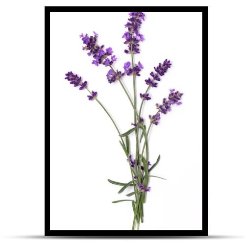 Lavender flowers close up isolated on white