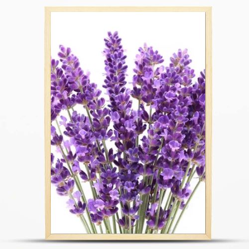 Lavender flowers against white background. Isolated object.