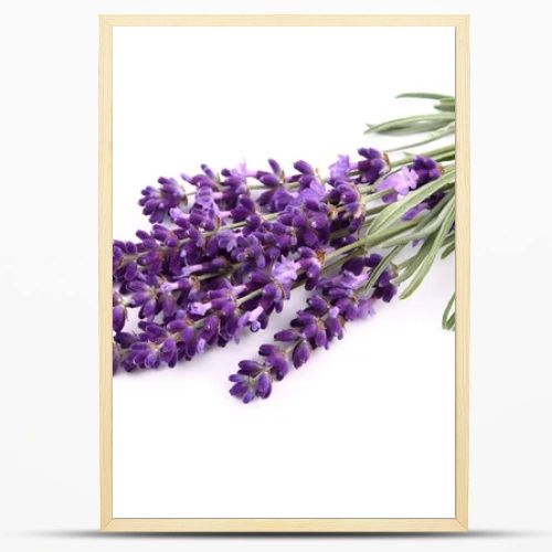 Bouquet of lavender  on a white  background.