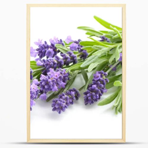 Lavender flowers on a white