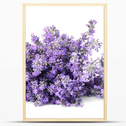 Beautiful tender lavender flowers on white background