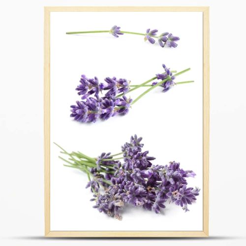 Set of lavender flowers on white background