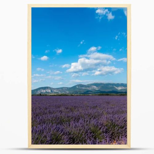 beautiful blooming lavender flowers and distant mountains in provence, france 