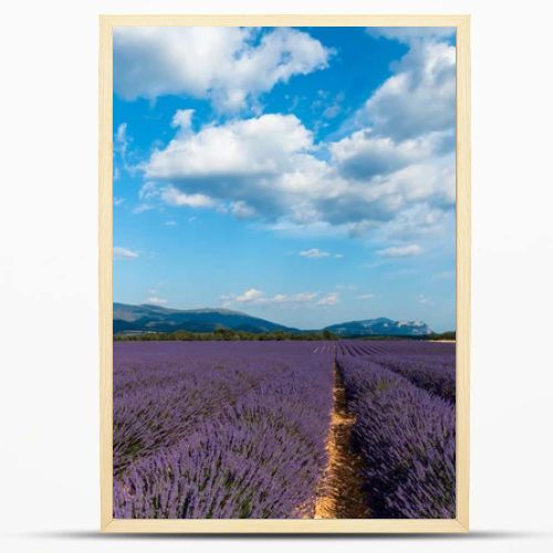 picturesque landscape with beautiful lavender field and distant mountains in provence, france