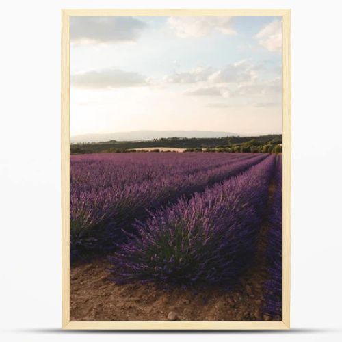 blooming purple lavender flowers on cultivated field in provence, france 