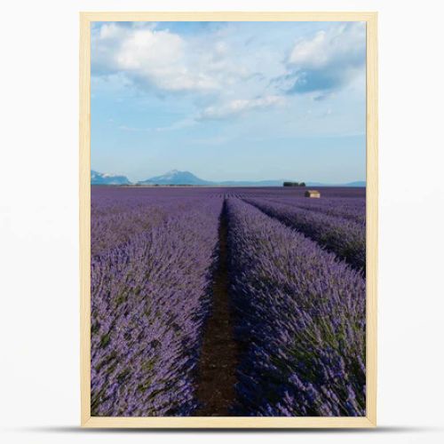 beautiful blooming lavender flowers and distant mountains in provence, france