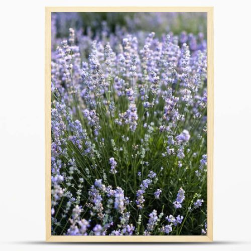 beautiful violet lavender flowers in field