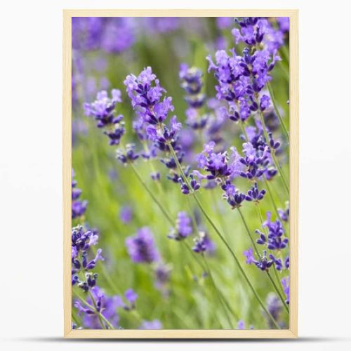 Beautiful  bright lavender flowers