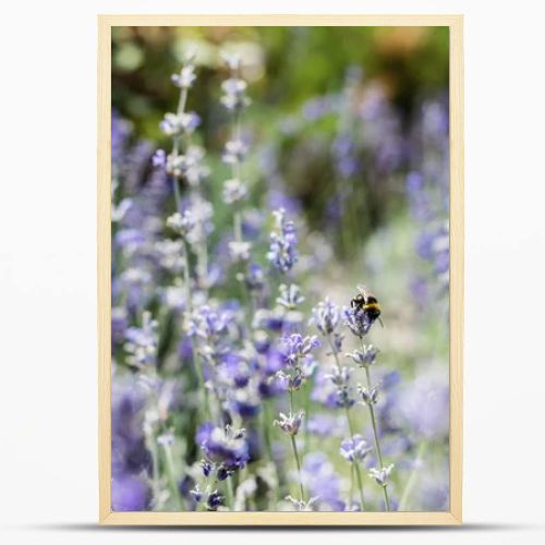selective focus of blooming purple lavender flowers in summer