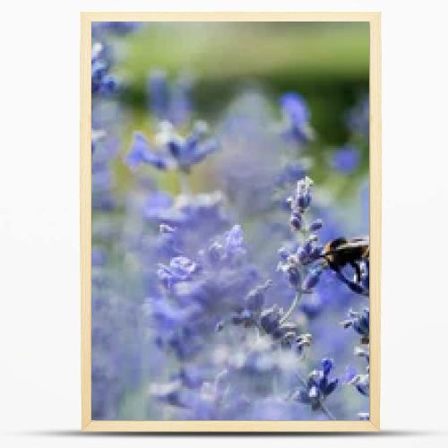 panoramic shot of blooming purple lavender flowers in summertime 