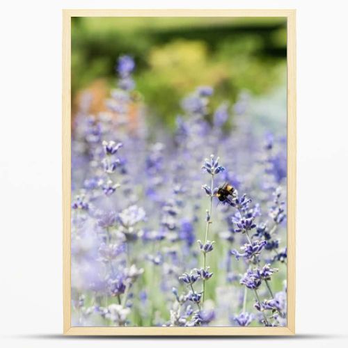 selective focus of blooming purple lavender flowers in summertime 