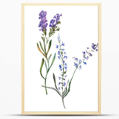 Purple lavender flowers. Wild spring wildflowers isolated on white. Hand drawn lavender flowers in aquarelle. Watercolor background illustration.