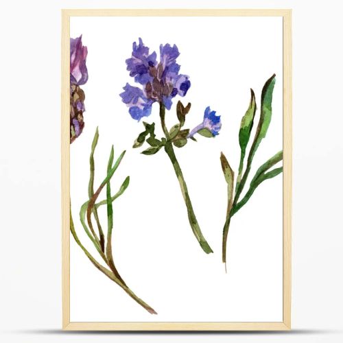 Purple lavender flowers. Wild spring wildflowers isolated on white. Hand drawn lavender flowers in aquarelle. Watercolor background illustration.