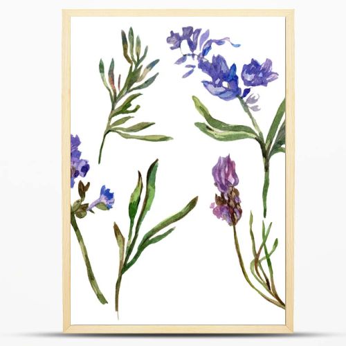 Purple lavender flowers. Wild spring wildflowers isolated on white. Hand drawn lavender flowers in aquarelle. Watercolor background illustration.