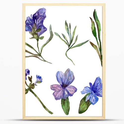 Purple lavender flowers. Wild spring wildflowers isolated on white. Hand drawn lavender flowers in aquarelle. Watercolor background illustration.