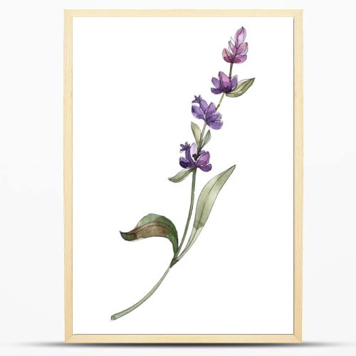 Purple isolated lavender flower. Watercolor background illustration element.