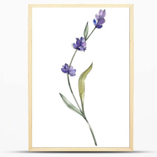 Purple isolated lavender flower. Watercolor background illustration element.