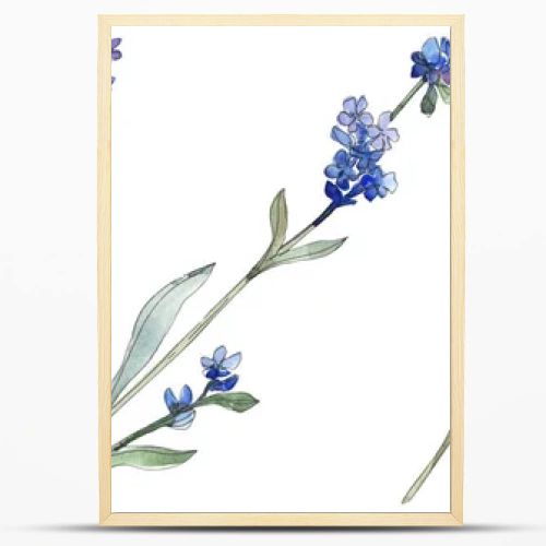 Purple lavender floral botanical flower. Wild spring leaf wildflower isolated. Watercolor background illustration set. Watercolour drawing fashion aquarell. Isolated lavender illustration element.