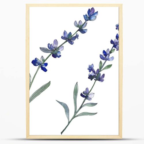 Purple lavender floral botanical flower. Wild spring leaf wildflower isolated. Watercolor background illustration set. Watercolour drawing fashion aquarell. Isolated lavender illustration element.