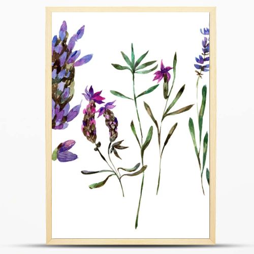 Beautiful purple lavender flowers isolated on white. Watercolor background illustration. Watercolour drawing fashion aquarelle isolated lavenders illustration element.