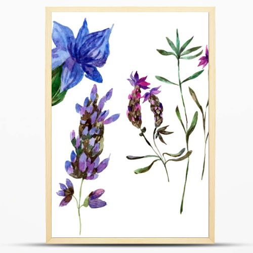 Beautiful purple lavender flowers isolated on white. Watercolor background illustration. Watercolour drawing fashion aquarelle isolated lavenders illustration element.