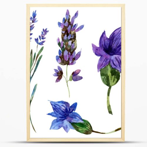 Beautiful purple lavender flowers isolated on white. Watercolor background illustration. Watercolour drawing fashion aquarelle isolated lavenders illustration element.