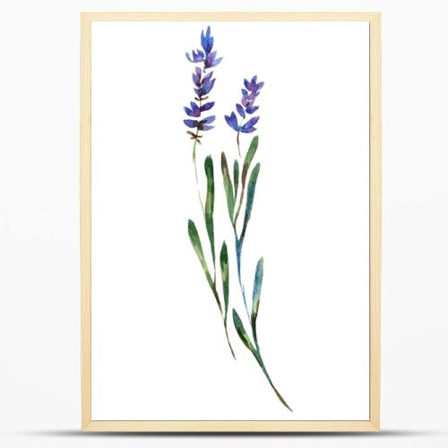 Beautiful purple lavender flowers isolated on white. Watercolor background illustration. Watercolour drawing fashion aquarelle isolated lavenders illustration element.