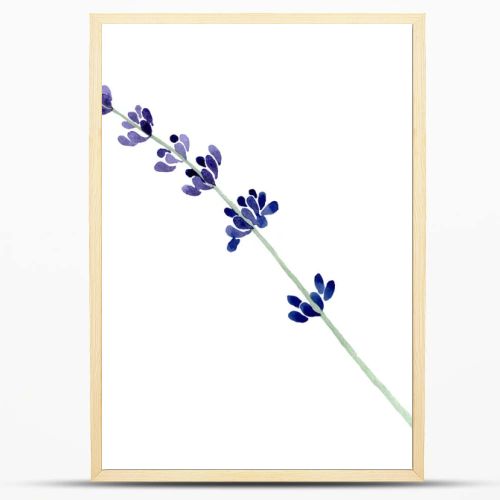 Violet lavender floral botanical flower. Watercolor background illustration set. Isolated lavender illustration element.