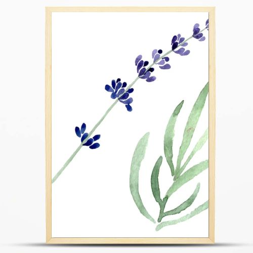 Violet lavender floral botanical flower. Watercolor background illustration set. Isolated lavender illustration element.