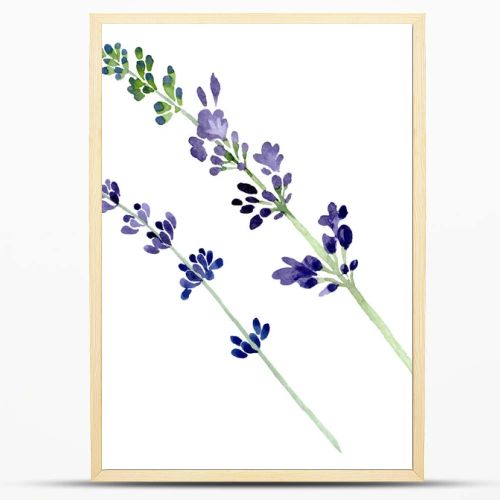 Violet lavender floral botanical flower. Watercolor background illustration set. Isolated lavender illustration element.