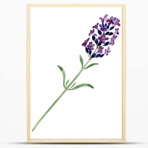 Violet lavender floral botanical flower. Watercolor background illustration set. Isolated lavender illustration element.