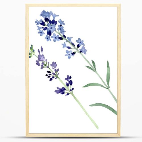 Violet lavender floral botanical flower. Watercolor background illustration set. Isolated lavender illustration element.