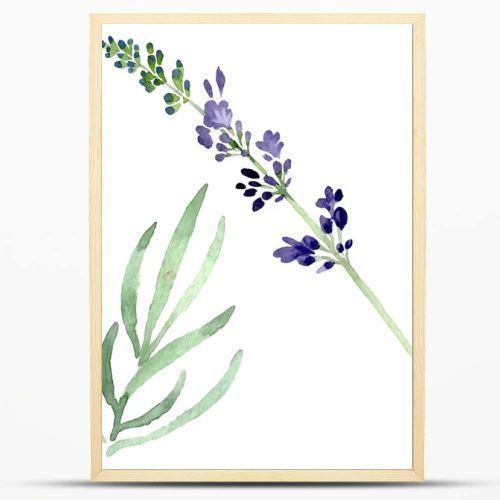 Violet lavender floral botanical flower. Watercolor background illustration set. Isolated lavender illustration element.