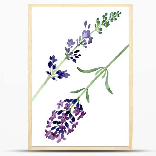 Violet lavender floral botanical flower. Watercolor background illustration set. Isolated lavender illustration element.