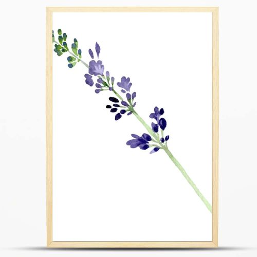 Violet lavender floral botanical flower. Watercolor background illustration set. Isolated lavender illustration element.