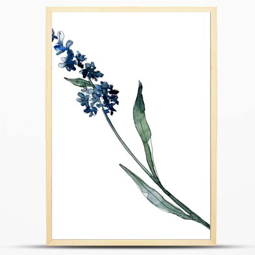 Lavender floral botanical flowers. Watercolor background illustration set. Isolated levender illustration element.