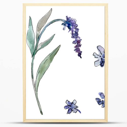 Lavender floral botanical flowers. Watercolor background illustration set. Isolated lavender illustration element.