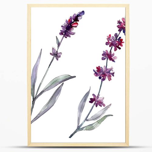 Lavender floral botanical flowers. Wild spring leaf wildflower isolated. Watercolor background illustration set. Watercolour drawing fashion aquarelle isolated. Isolated lavender illustration element.