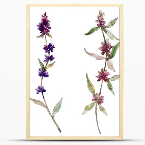 Purple lavender floral botanical flowers. Wild spring leaf wildflower isolated. Watercolor background illustration set. Watercolour drawing fashion aquarelle. Isolated lavender illustration element.