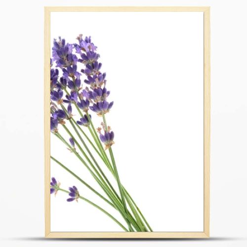 Several lavender flowers isolated on a white background. Small lavender bouquet on white.