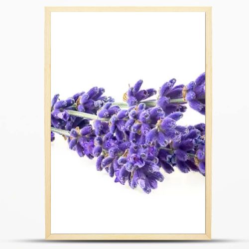 Lavender flowers isolated on a white background. Bunch of lavender.