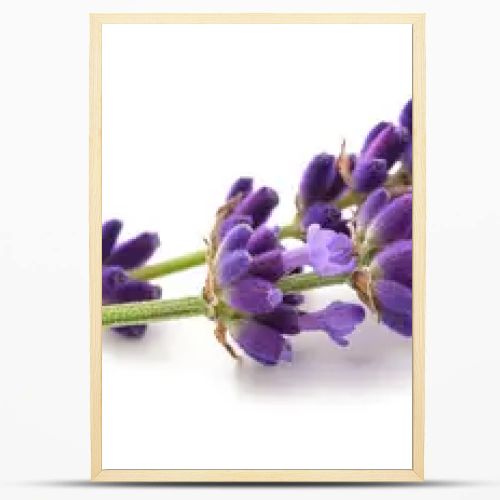 Lavender flowers  isolated on white background