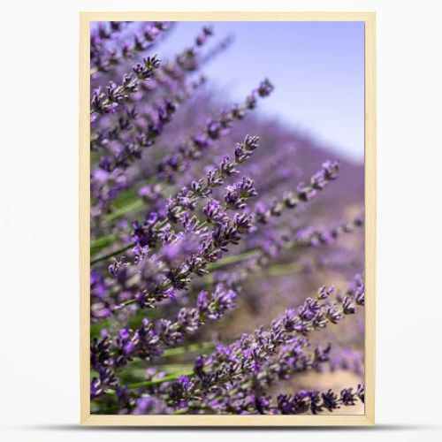 Blooming lavender in a field, close-up