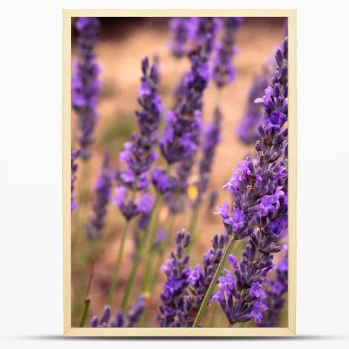 Lavender field in Koroshegy, Hungary in summer time with Lake Balaton in the background