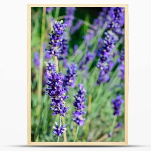 Many small blue lavender flowers in a garden in a sunny summer day photographed with selective focus, beautiful outdoor floral background