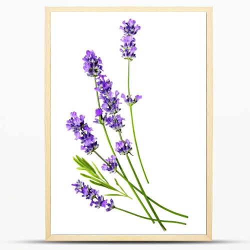 A composition of several lavender flowers isolated on a white background.