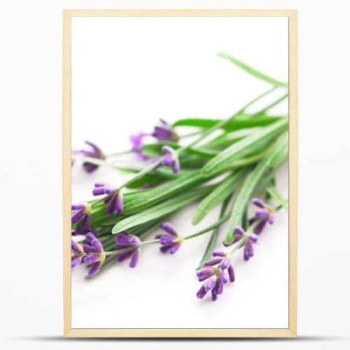 Sprigs of lavender isolated on white background