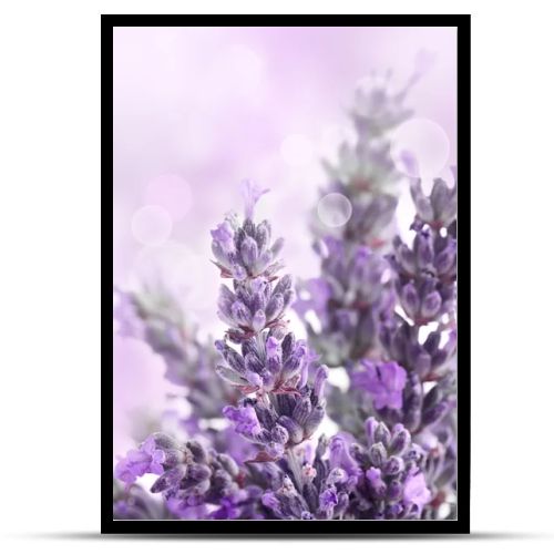 Lavender background