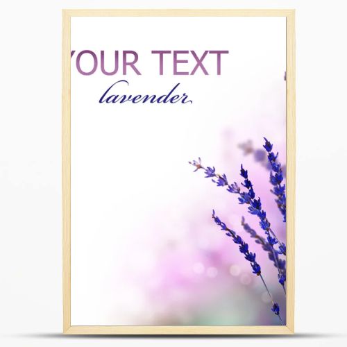 Lavender flowers border